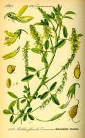 Botanische tekening honingklaver uit 1885 / Bron: Otto Wilhelm Thom, Wikimedia Commons (Publiek domein)