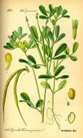 Fenegriek in een botanische tekening / Bron: Prof. Dr. Otto Wilhelm Thom / Ninjatacoshell, Wikimedia Commons (Publiek domein)