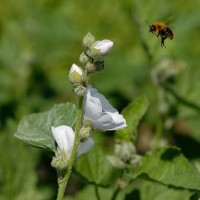 Bijen houden van heemst / Bron: Andr Karwath aka Aka, Wikimedia Commons (CC BY-SA-2.5)