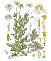 Botanische tekening roomse kamille / Bron: Khler's Medizinal Pflanzen, Wikimedia Commons (Publiek domein)