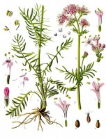 Afbeelding uit de 19e eeuw van Valeriana officinalis / Bron: Franz Eugen Khler, Khler's Medizinal-Pflanzen, Wikimedia Commons (Publiek domein)