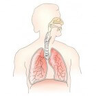 Ontstoken luchtpijp: symptomen en behandeling