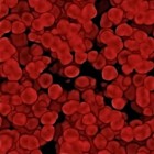 Haptoglobine: versnelde afbraak rode bloedcellen vaststellen