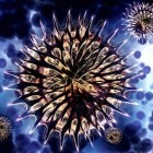 Actinomycose: een bacteriële infectie