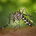 Tijgermug of Aedesmug kan Chikungunya verspreiden