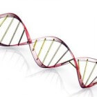 Autosomale overerving genetisch materiaal via DNA toegelicht