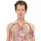 Thymectomie: verwijderen van de zwezerik of thymus