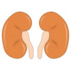 Nieren: functie, ligging, anatomie en werking van de nieren