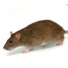 De pest: Infectieziekte door beet van vlo of besmette rat