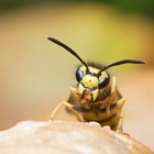 Allergisch voor bijen- of wespensteek