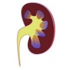 Nierinfarct: Verminderde bloedtoevoer naar nieren