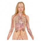 Thymus: functie & symptomen van aandoeningen van de zwezerik