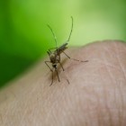 Muggen in de slaapkamer: muggenbeten voorkomen en behandelen