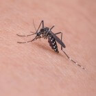 Muggenbult: symptomen en behandeling van een jeukende bult