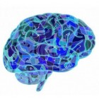 Ziekte van Canavan: Schade aan zenuwcellen in hersenen