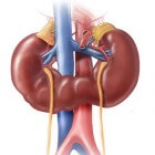 Hoefijzernier: Samengesmolten nieren in hoefijzervorm