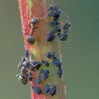 Mierenbeet: symptomen en behandelen of verzachten mierenbeet