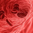Bloedvaten: functie, ligging, soorten en opbouw bloedvaten