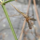 Door muggen overgedragen ziekten: Infectie door muggenbeet
