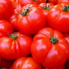 Tomatenallergie of intolerantie voor tomaat
