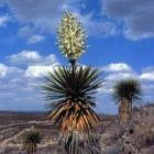 Yucca schidigera en reuma
