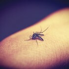 Muggenbeet, wat te doen?