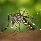 Chikungunya(-koorts): symptomen, oorzaak en behandeling