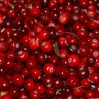Blaasontsteking onder controle met cranberry en vlierbes