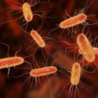 EHEC-bacterie symptomen: (bloedige) diarree en buikkrampen