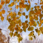 Vochtophoping, reuma, jicht: neem berkenbladthee of –extract