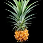 Bromelaïne (ananas) voor de gezondheid en spijsvertering