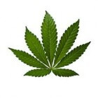 Medicinale Cannabis: effectief of niet?