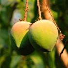 Afvallen met African Mango (Irvingia gabonensis)