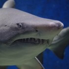 Beten van zeedieren: haai, baars, murene en barracuda