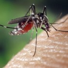 Ben je een muggenmagneet?