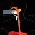 Het spijsverteringskanaal: de slokdarm (oesofagus)