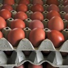 Fipronil in eieren: hoe schadelijk is het?