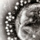 Bacteriofaag: fagentherapie behandeling bacteriële infecties