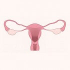 Baarmoederhals: functie, anatomie en aandoeningen van cervix
