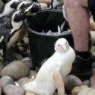 Albino bij mens en dier