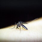 Wat te doen tegen muggenbeten?