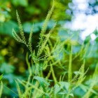De Ambrosiaplant: de plant die voor hooikoorts zorgt