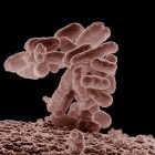 E. coli-bacterie: symptomen en behandeling van een infectie