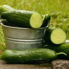 De geneeskracht van komkommer