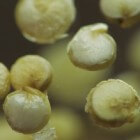 De geneeskracht van quinoa, Plant van het jaar 2013