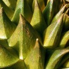 De geneeskracht van Durian