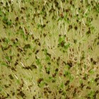 De Geneeskracht van Alfalfa
