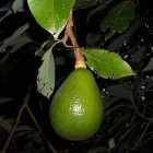 De geneeskracht van avocado