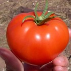 De tomaat als medicijn