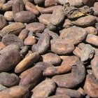 De geneeskracht van de cacaoboom